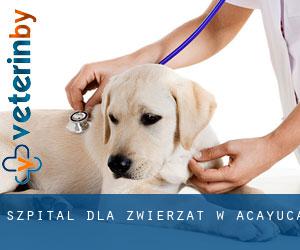 Szpital dla zwierząt w Acayuca