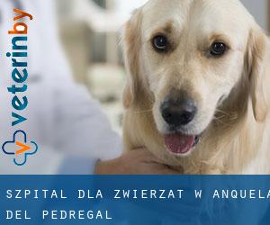 Szpital dla zwierząt w Anquela del Pedregal