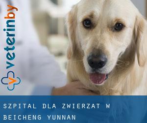 Szpital dla zwierząt w Beicheng (Yunnan)