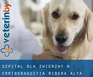 Szpital dla zwierząt w Erriberagoitia / Ribera Alta