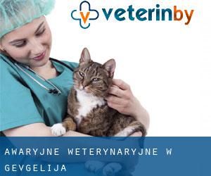 Awaryjne weterynaryjne w Gevgelija Awaryjne weterynaryjne w Gevgelija