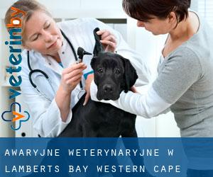 Awaryjne weterynaryjne w Lamberts Bay (Western Cape)