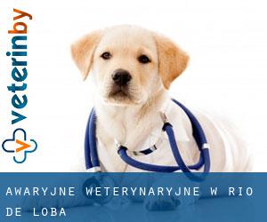 Awaryjne weterynaryjne w Rio de Loba