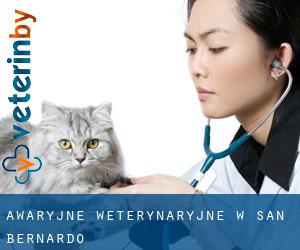 Awaryjne weterynaryjne w San Bernardo Awaryjne weterynaryjne w San Bernardo