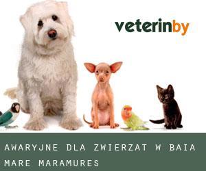Awaryjne dla zwierzat w Baia Mare (Maramureş)