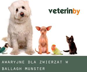 Awaryjne dla zwierzat w Ballagh (Munster)