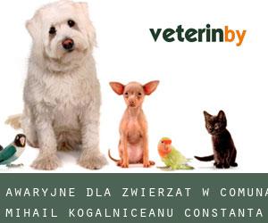 Awaryjne dla zwierzat w Comuna Mihail Kogălniceanu (Constanţa)