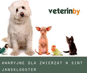 Awaryjne dla zwierzat w Sint Jansklooster