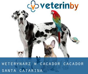 weterynarz w Caçador (Caçador, Santa Catarina)