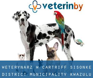weterynarz w Cartriff (Sisonke District Municipality, KwaZulu-Natal)