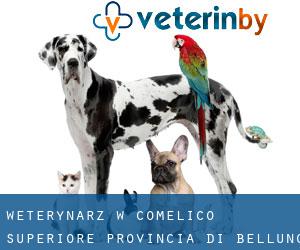 weterynarz w Comelico Superiore (Provincia di Belluno, Veneto)