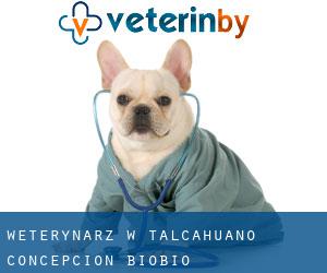 weterynarz w Talcahuano (Concepción, Biobío) weterynarz w Talcahuano (Concepción, Biobío)