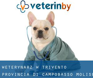 weterynarz w Trivento (Provincia di Campobasso, Molise)